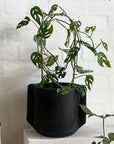 Swiss Cheese Vine (Monstera adansonii) - THE PLANT SOCIETY