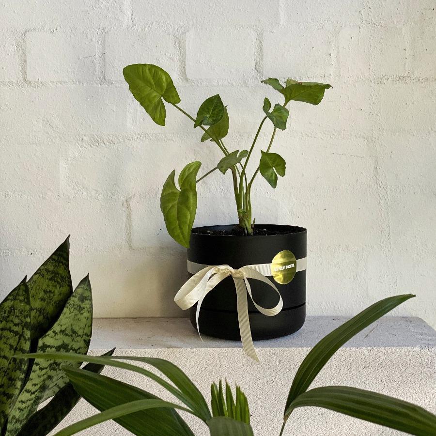 Assorted Plant in 170mm self watering planter - THE PLANT SOCIETY ONLINE OUTPOST