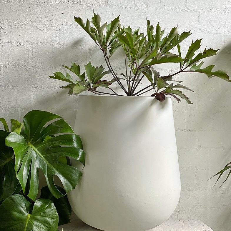 South African Cabbage Tree (Cussonia paniculata) - THE PLANT SOCIETY ONLINE OUTPOST