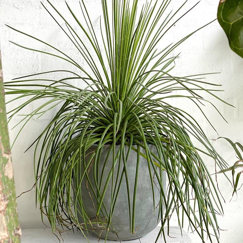 Twin Flowered Agave at The Plant Society