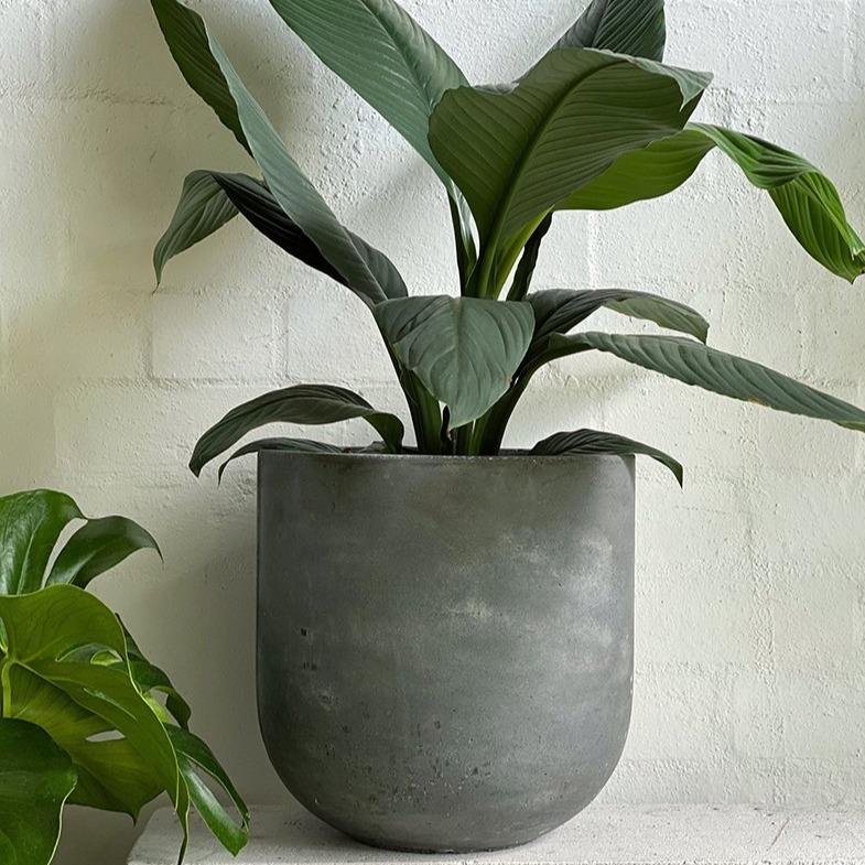 U Planter - THE PLANT SOCIETY ONLINE OUTPOST