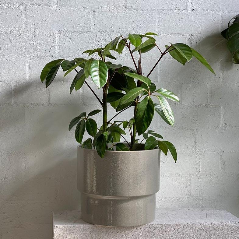 Umbrella Tree (Schefflera amate) | The Plant Society