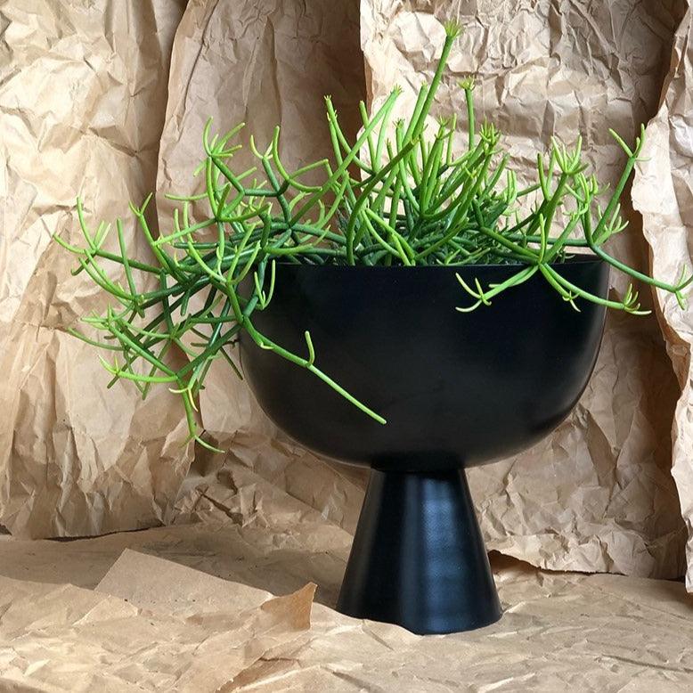 Large Vera Planter in Black with Rhipsalis by Lightly Design