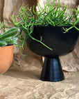 Large Vera Planter in Black with Rhipsalis by Lightly Design