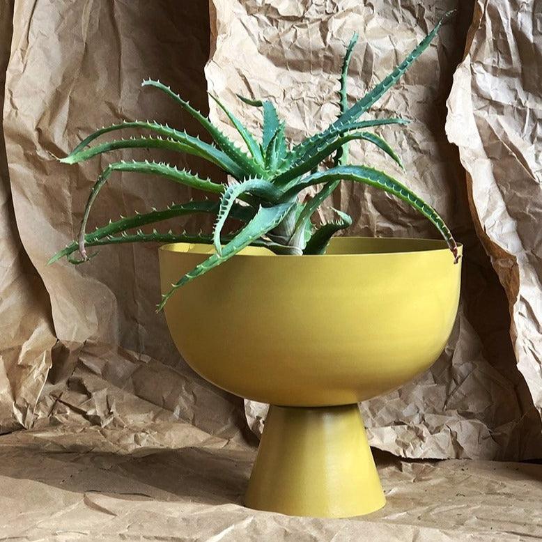 Large Vera Planter in Tumeric with Aloe by Lightly Design