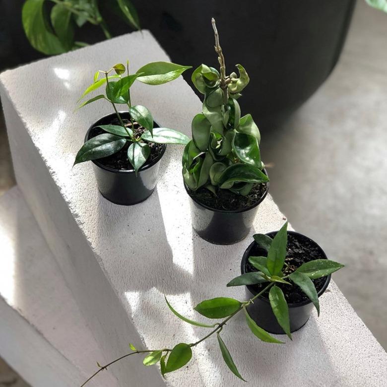 Wax Plant (Hoya) - THE PLANT SOCIETY ONLINE OUTPOST