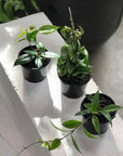 Wax Plant (Hoya) - THE PLANT SOCIETY ONLINE OUTPOST