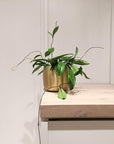 Wax Plant (Hoya) - THE PLANT SOCIETY ONLINE OUTPOST