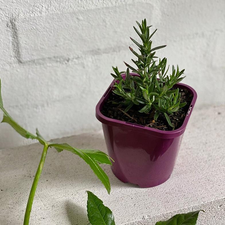 Rosemary - THE PLANT SOCIETY ONLINE OUTPOST