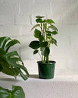 Coin Leaf Peperomia - Indoor Plant - House Plant at The Plant Society