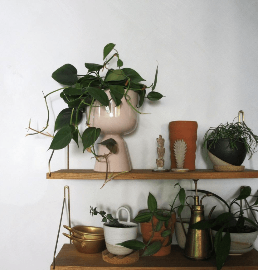Heart Leaf Philodendron (Philodendron cordatum) - THE PLANT SOCIETY