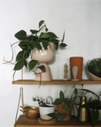 Heart Leaf Philodendron (Philodendron cordatum) - THE PLANT SOCIETY