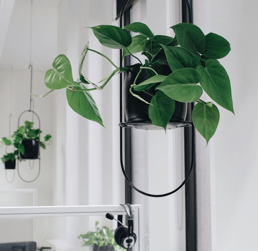 philodendron cordatum vertical Heart Leaf Philodendron (Philodendron cordatum)