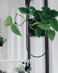 Heart Leaf Philodendron (Philodendron cordatum) - THE PLANT SOCIETY