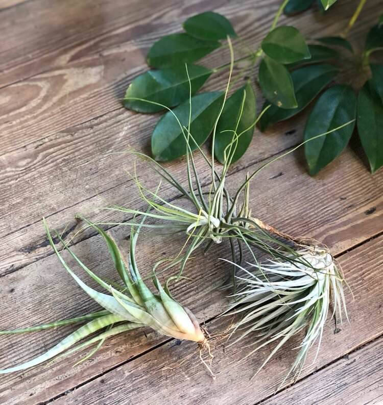 Air Plant (Tillandsia) - THE PLANT SOCIETY ONLINE OUTPOST