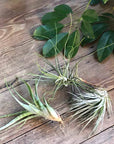 Air Plant (Tillandsia) - THE PLANT SOCIETY ONLINE OUTPOST