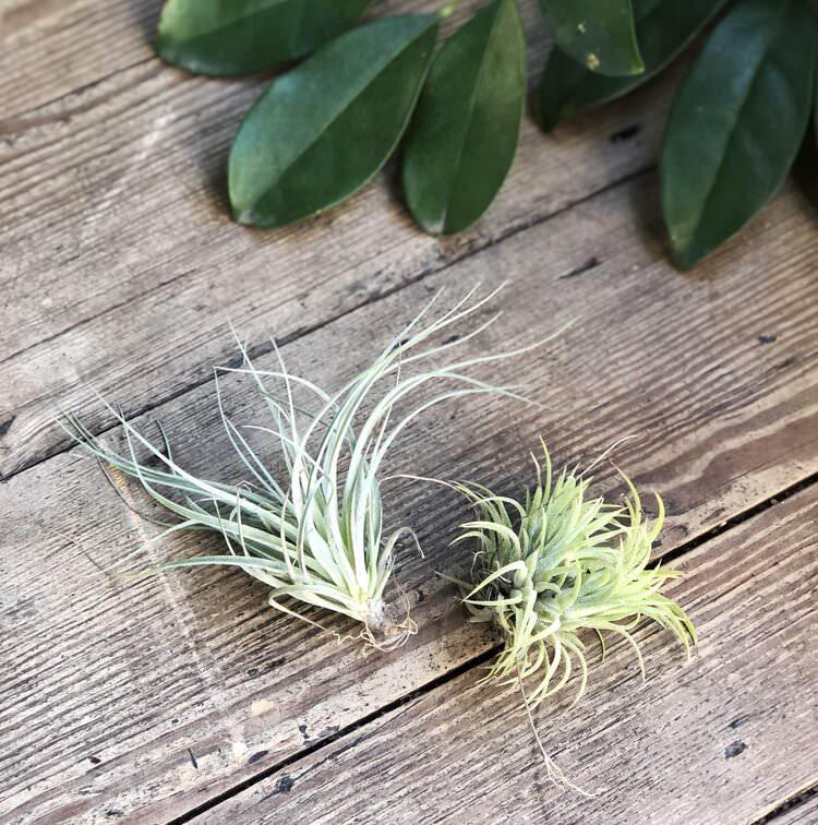 Air Plant (Tillandsia) - THE PLANT SOCIETY ONLINE OUTPOST