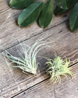 Air Plant (Tillandsia) - THE PLANT SOCIETY ONLINE OUTPOST