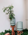 Pier Planter Agave by The Plant Society