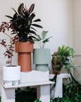 Low Tower Planter by The Plant Society x Capra Designs- Totem Collection - - THE PLANT SOCIETY