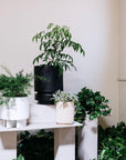 Small Flute Planter by The Plant Society x Capra Designs- Totem Collection - - THE PLANT SOCIETY