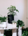 Large Flute Planter by The Plant Society x Capra Designs - Totem Collection - - THE PLANT SOCIETY