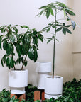 Low Pier Planter by The Plant Society x Capra Designs- Totem Collection - - THE PLANT SOCIETY