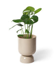 Small Goblet Planter by Lightly