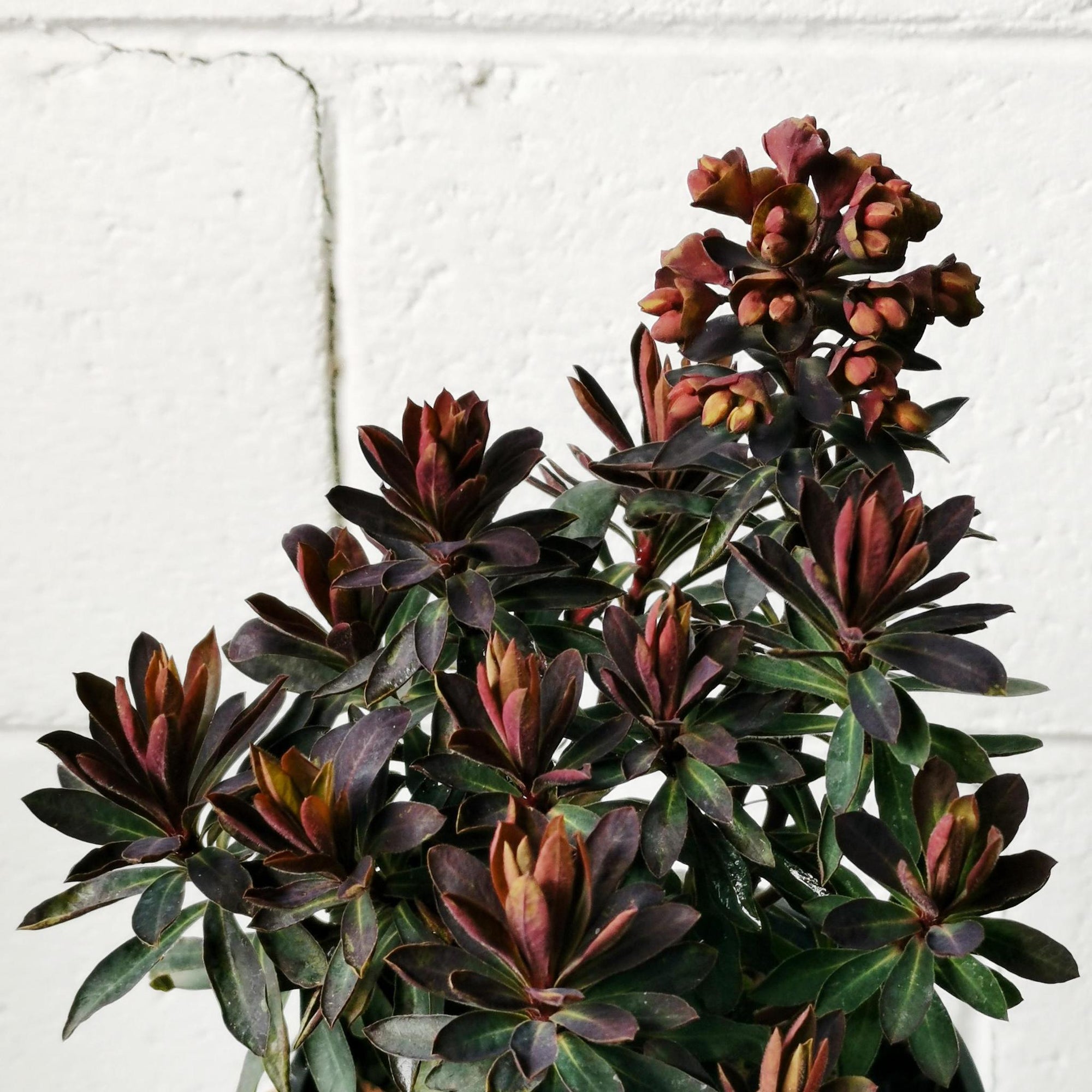 Euphorbia 'Blackbird'