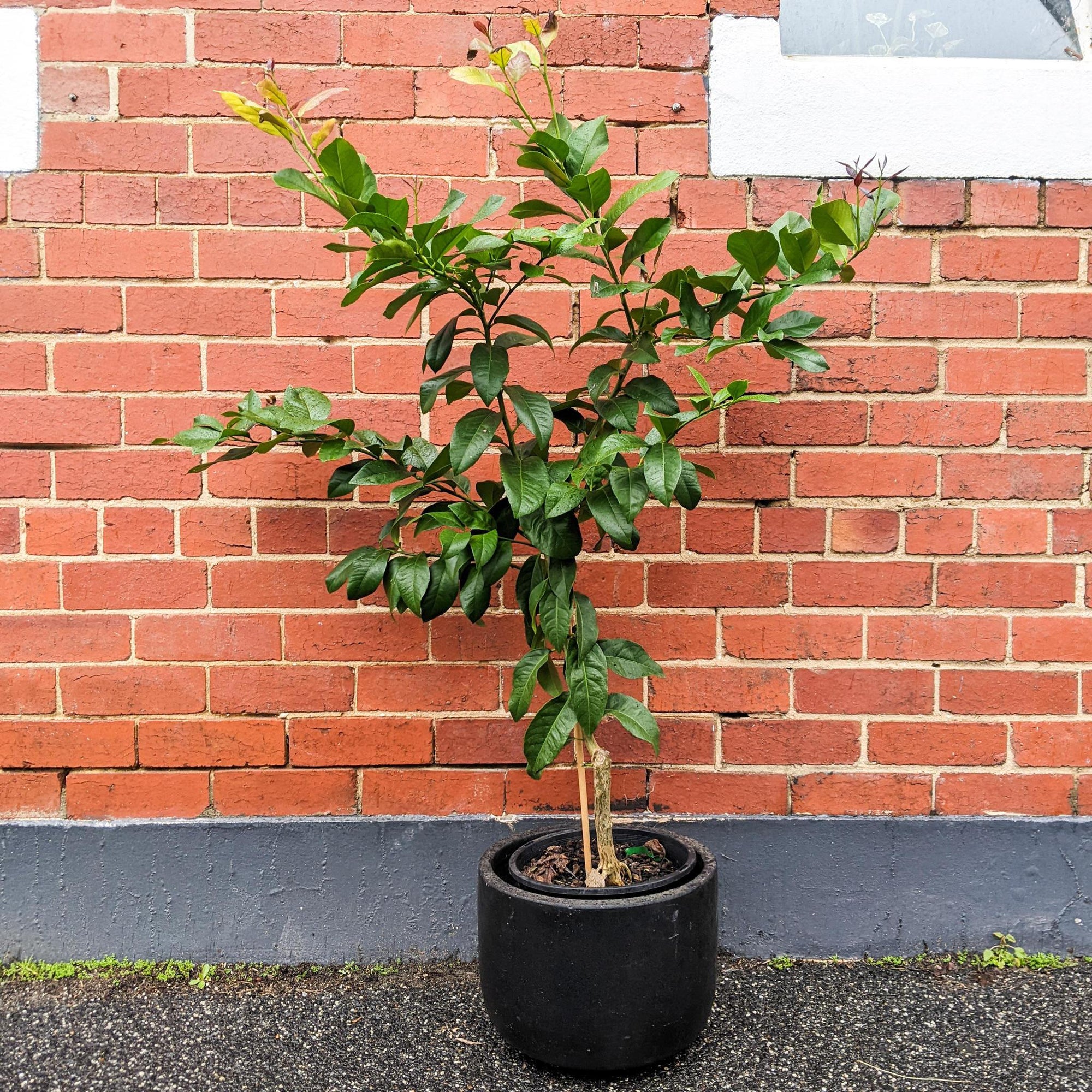 Lemon Tree (Meyer)