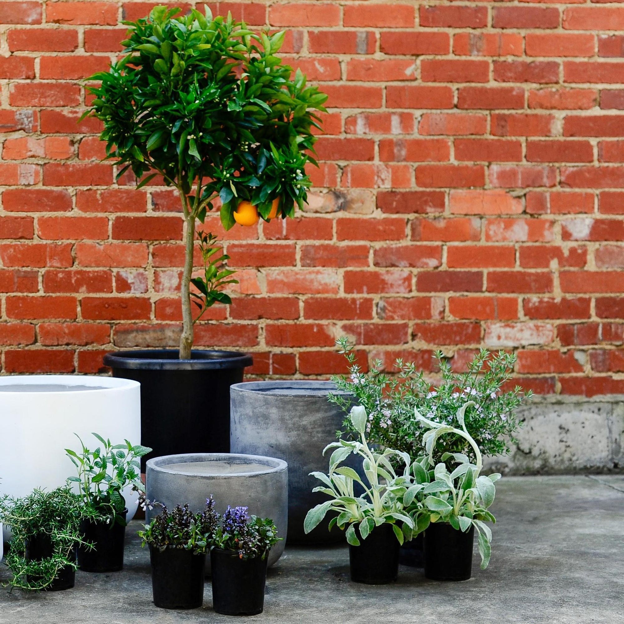 Urban & Contemporary Collections by The Plant Society - THE PLANT SOCIETY