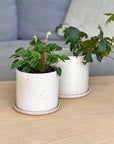 Radiator Plant (Peperomia 'Caperata Lilian')