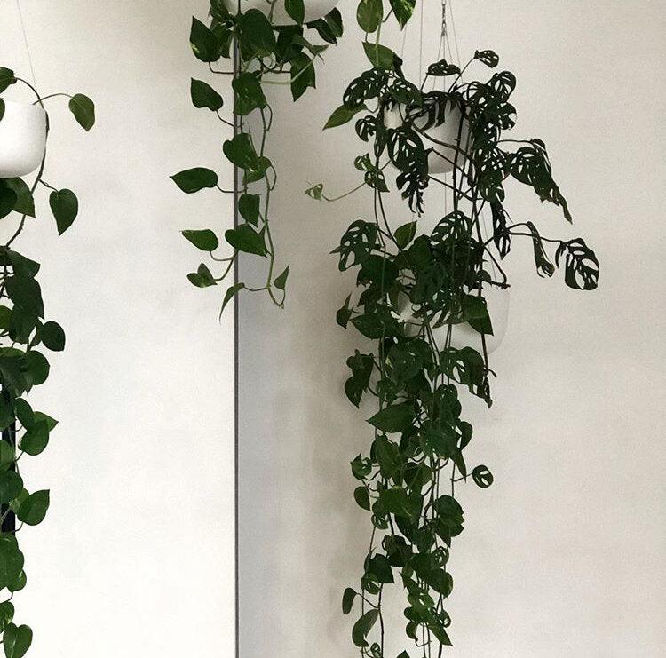 Raw Earth Hanging Planters by Angus & Celeste - THE PLANT SOCIETY