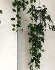 Raw Earth Hanging Planters by Angus & Celeste - THE PLANT SOCIETY