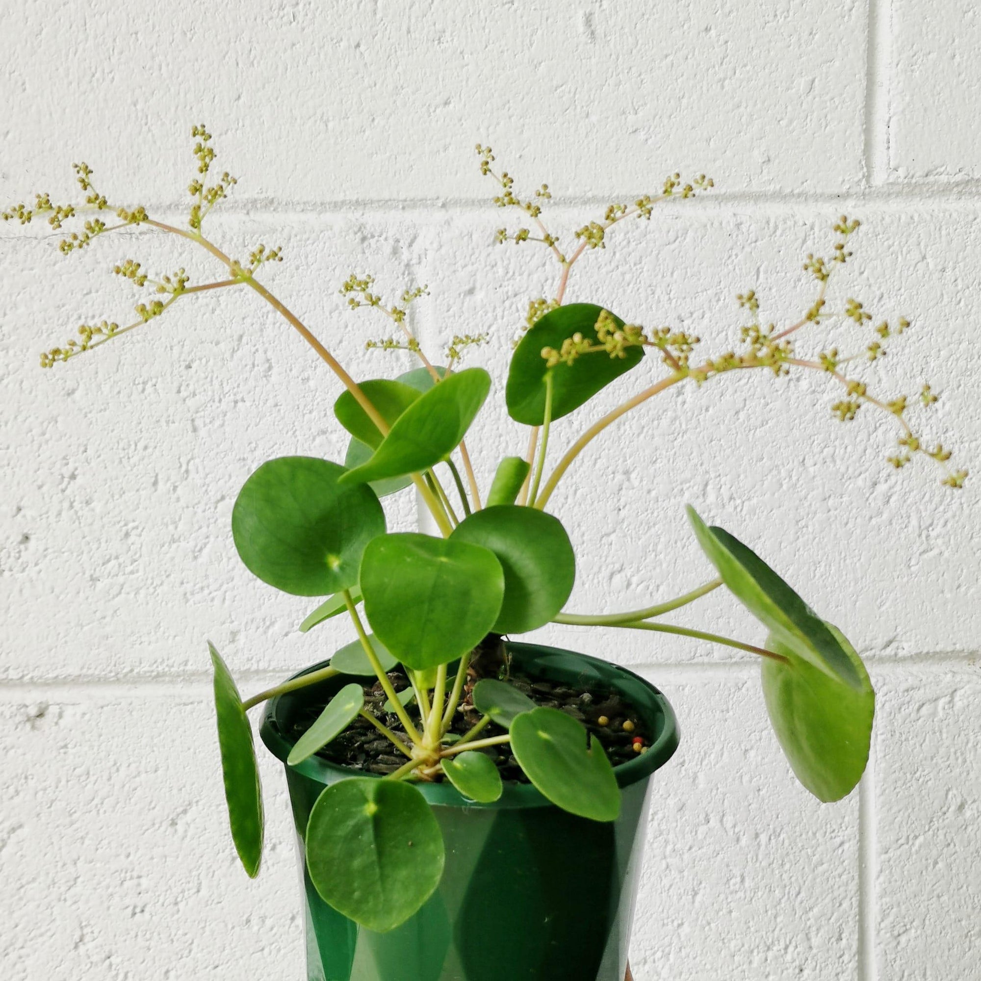 Chinese Money Plant (Pilea peperomioides)