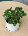Radiator Plant (Peperomia 'Caperata Lilian')