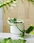 White Collectors Gro Pot by Angus & Celeste - THE PLANT SOCIETY