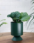 Small Palm Springs Planter by Lightly - THE PLANT SOCIETY