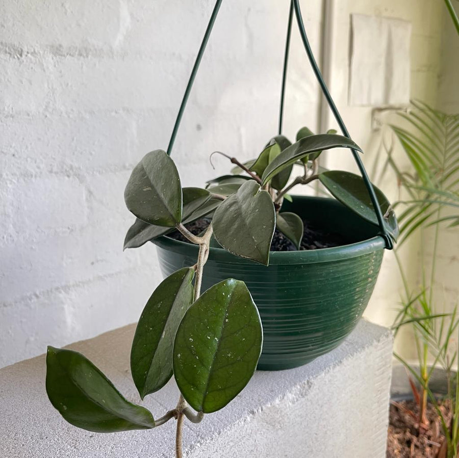 Wax Plant assort (Hoya) - THE PLANT SOCIETY