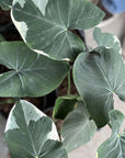 Alocasia (Xanthosoma Mickey Mouse)