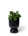 Small Goblet Planter by Lightly