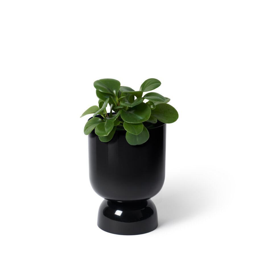 Small Goblet Planter by Lightly