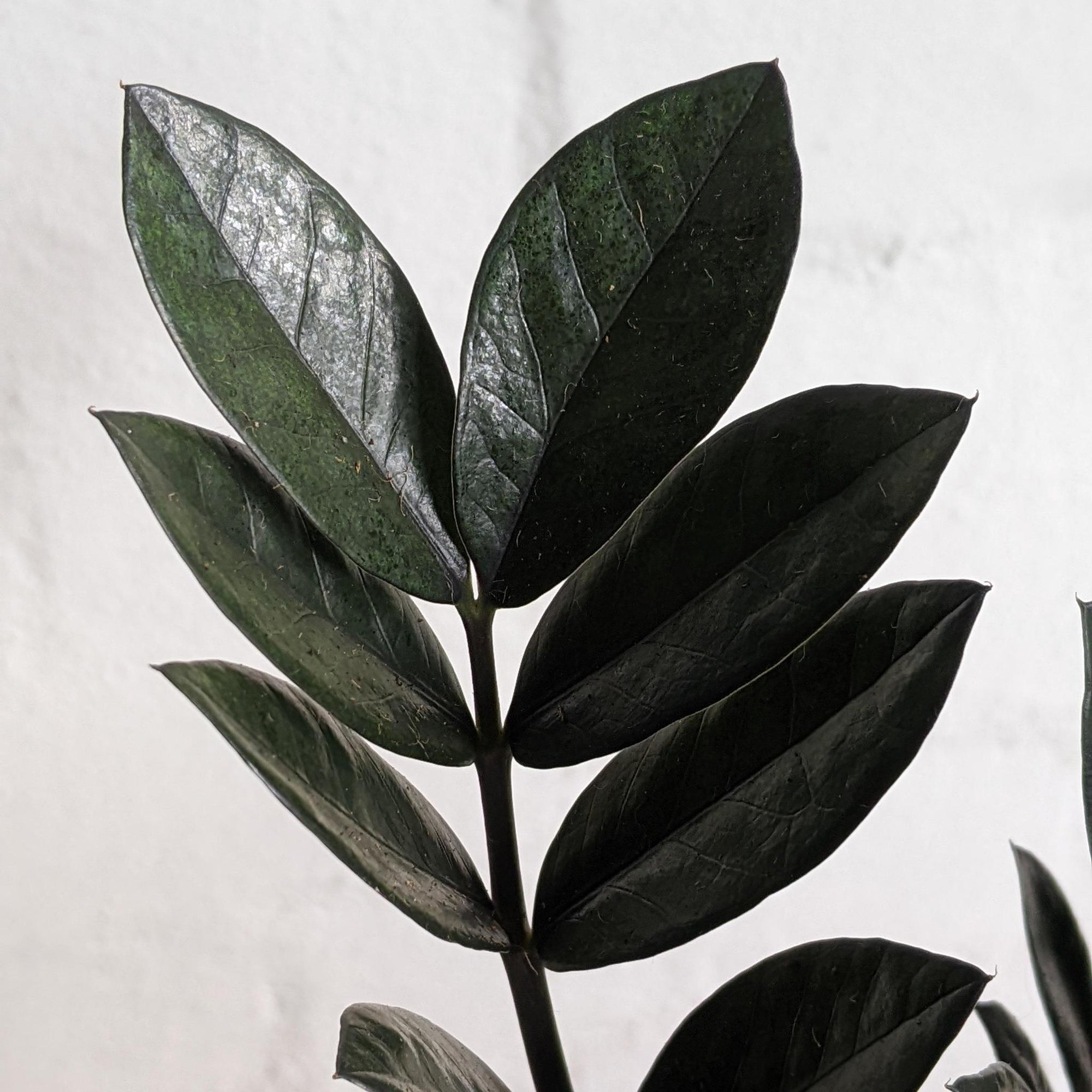 Zamioculcas zamifolia 'Jungle Warrior' (Zanzibar Gem) - THE PLANT SOCIETY