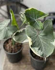 Alocasia (Xanthosoma Mickey Mouse)