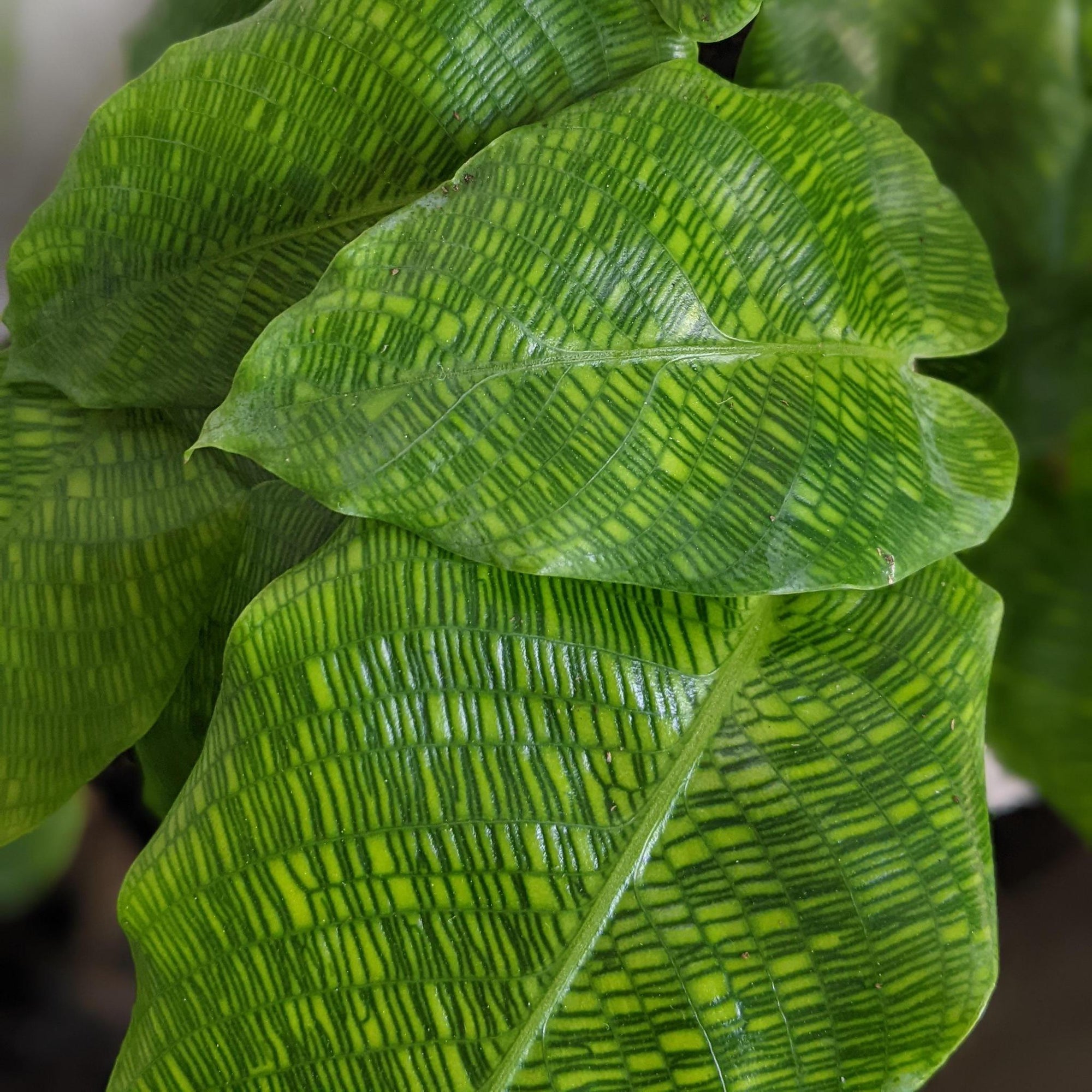 Peacock Plant (Calathea 'Musaica')