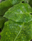 Peacock Plant (Calathea 'Musaica')