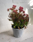 Kalanchoe Tarantula (Kalanchoe katapifa 'tarantula')