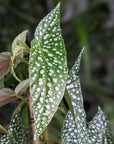 Begonia 'Angel Wing'