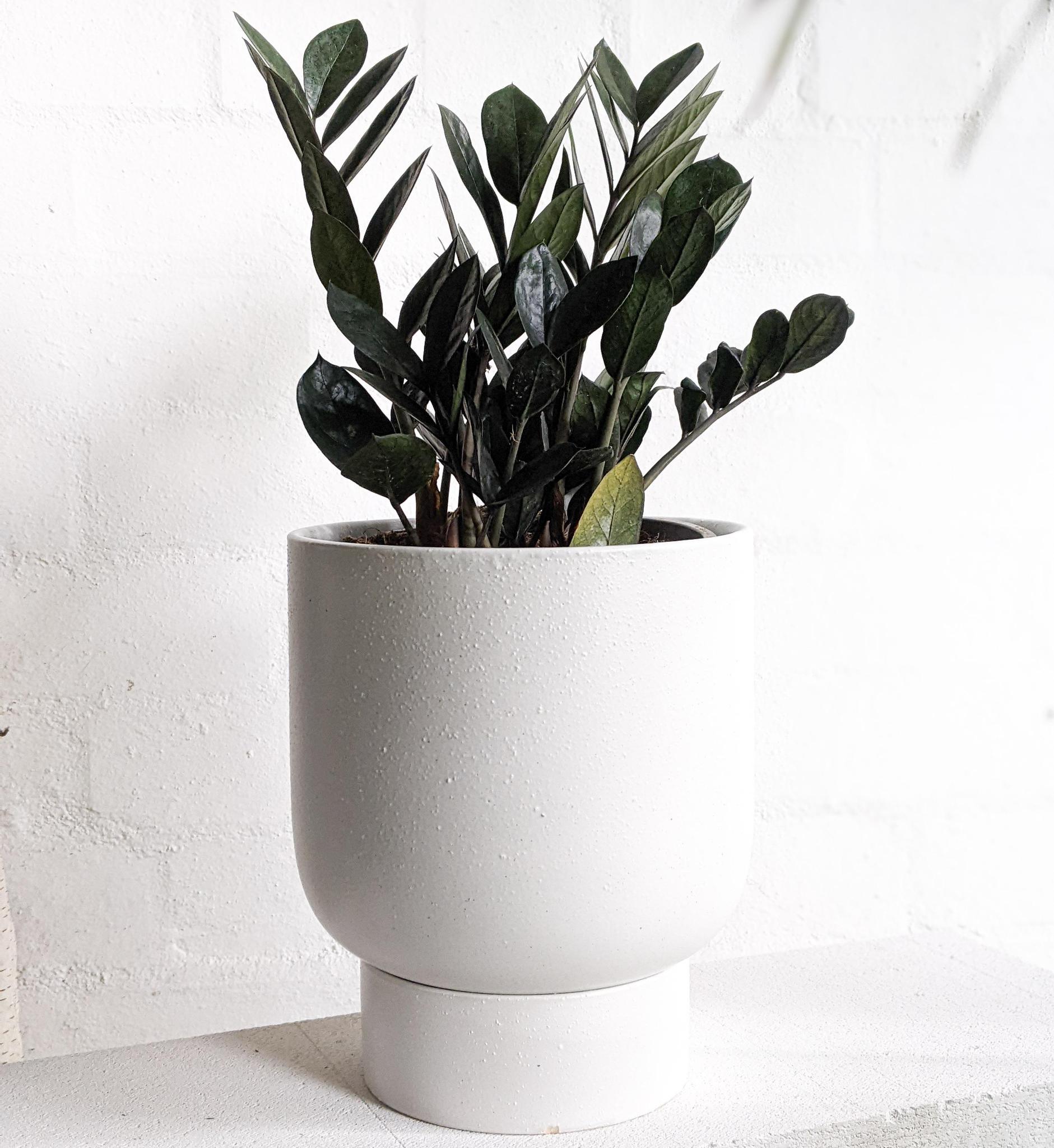 jungle warrior zz plant Zamioculcas zamifolia 'Jungle Warrior' (Zanzibar Gem)