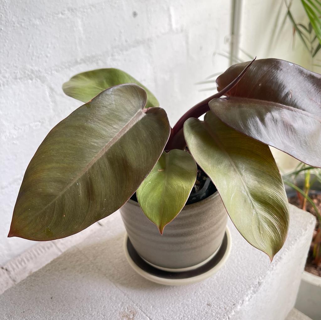 Congo Philodendron (Philodendron rojo congo) - THE PLANT SOCIETY